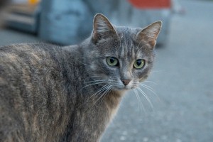Respire le chat